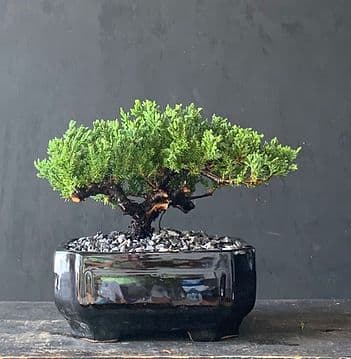 Bonsai Adventure