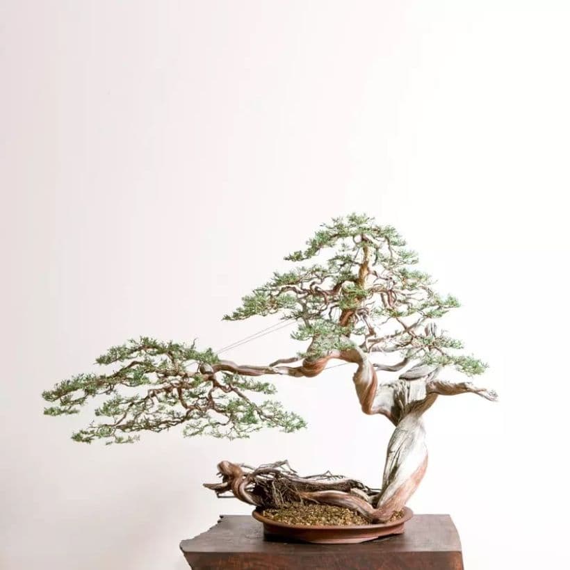 Bonsai Mirai