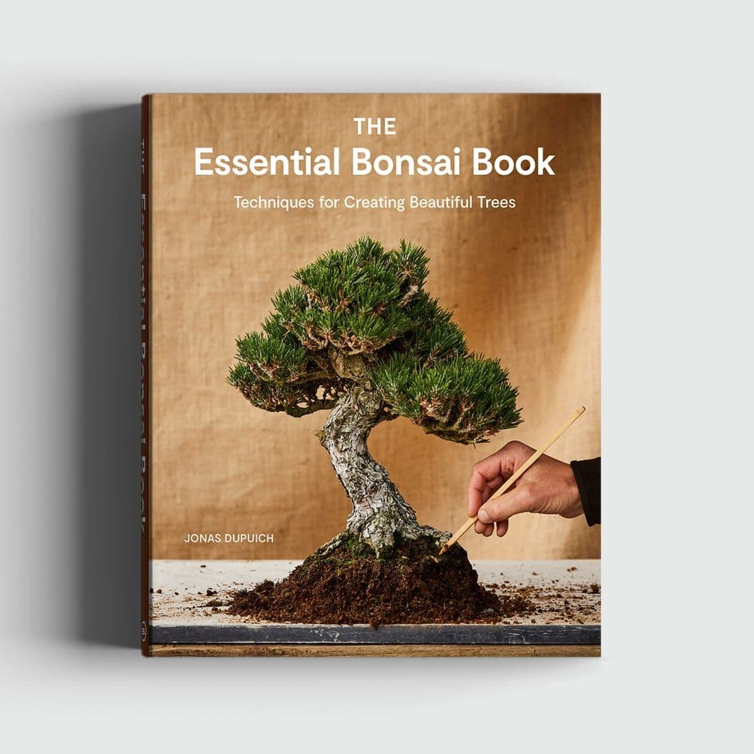 Bonsai Tonight