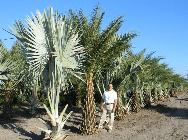 Border Link Farms