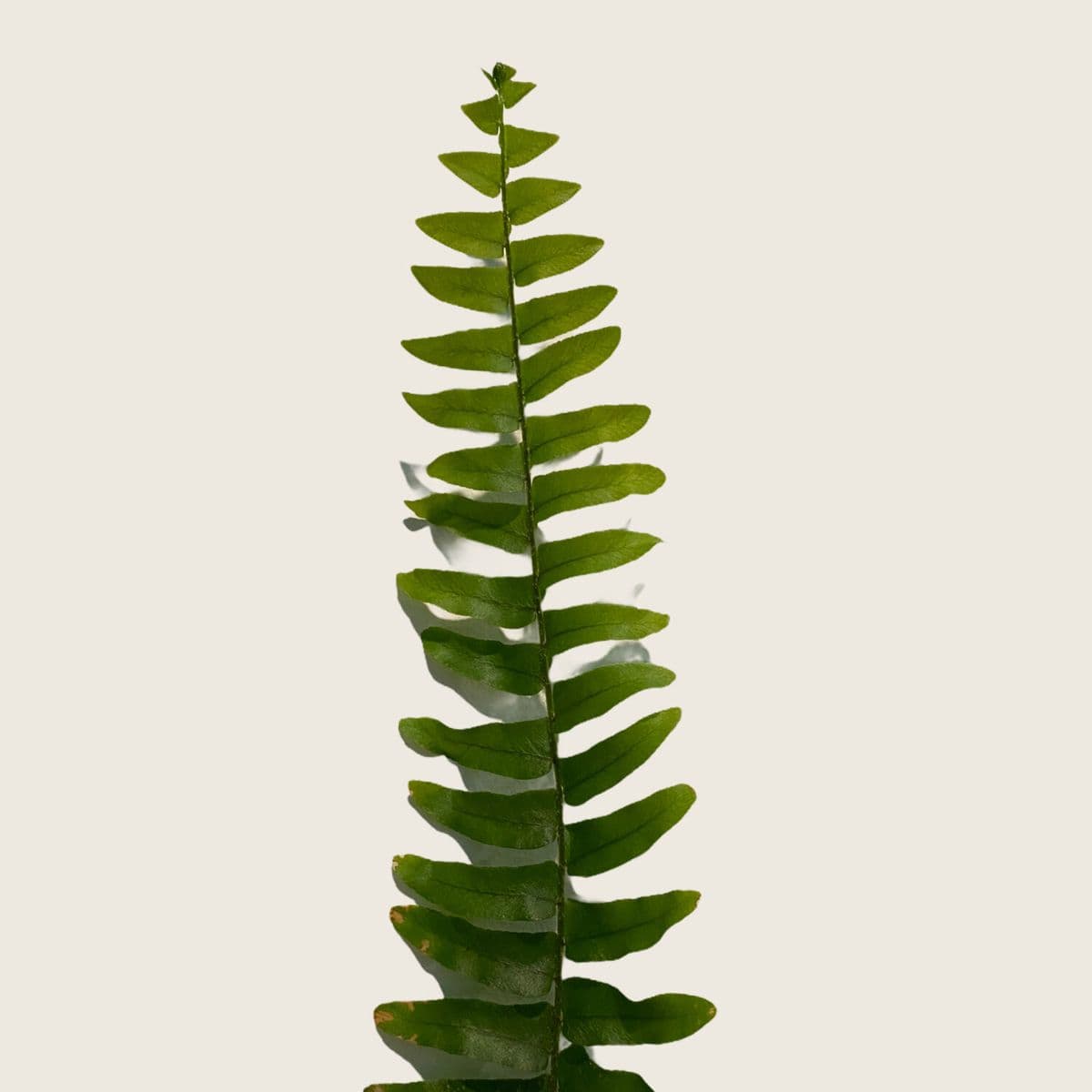 Botanic Plant Co