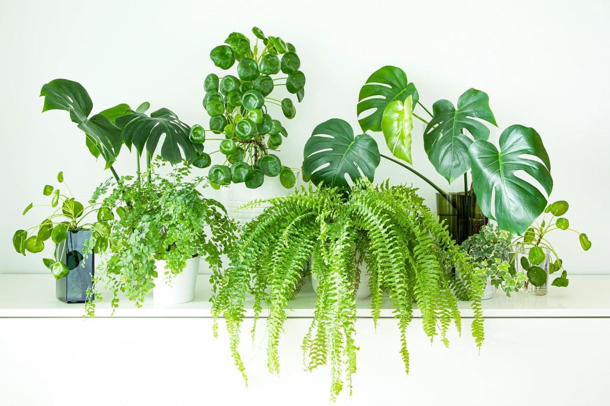 Botanic Plant Studio