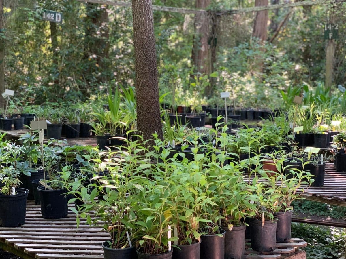 Botanica Nursery and Gardens