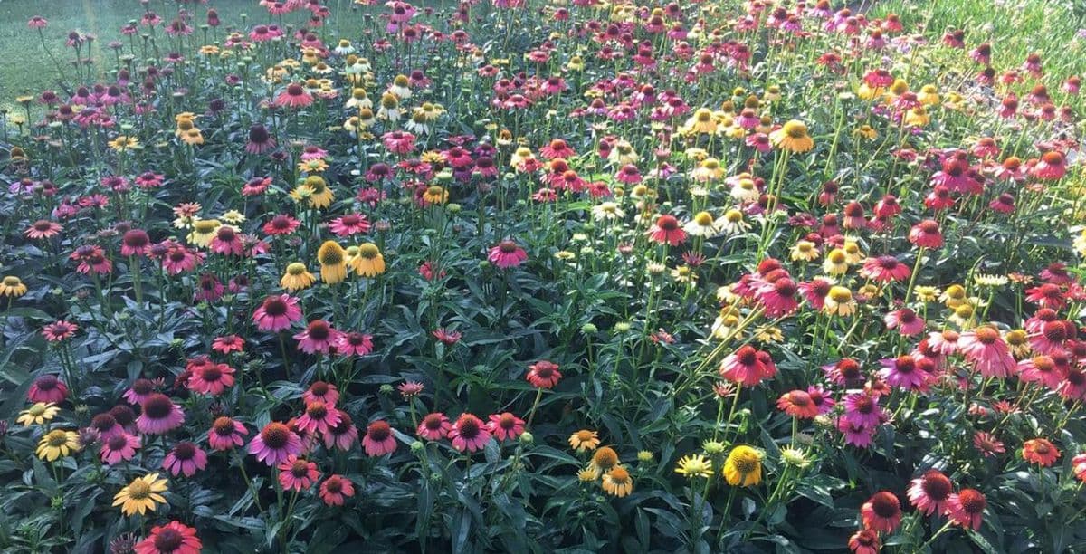 Botanical Treasures Nursery LLC