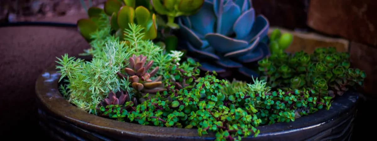 Botanicals