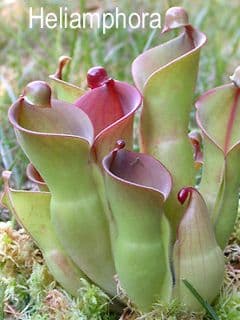 Botanique Nursery