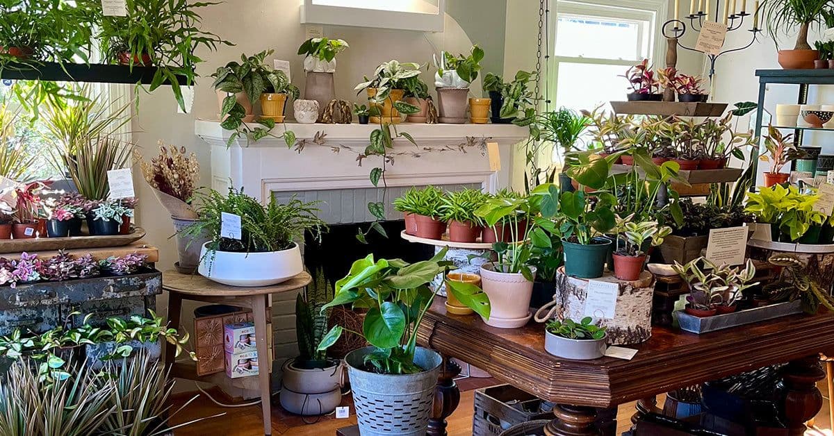 Botanologica