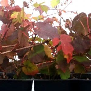 Boyd Nursery Company