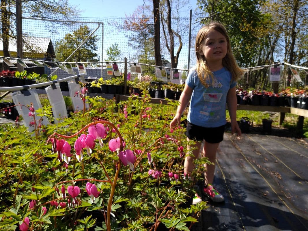 Brace Land Nursery