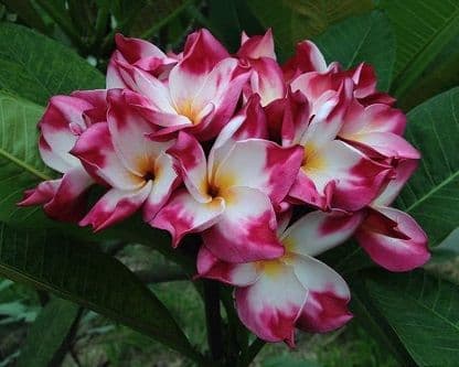 Brad's Buds & Blooms