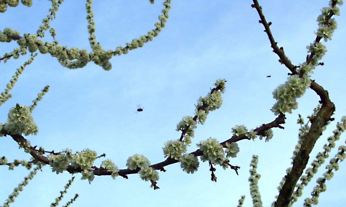 Brambleberry Permaculture Farm