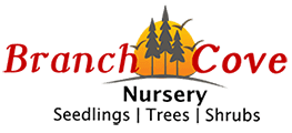 Branch Cove Nursery