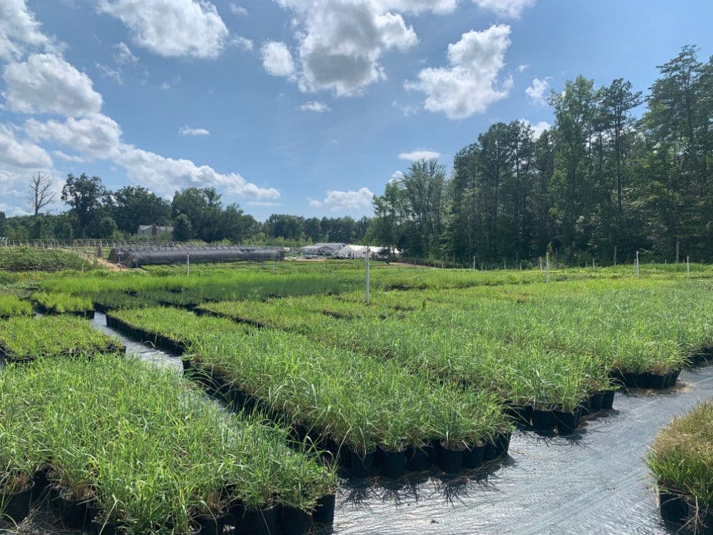 Brandywine Growers, LLC