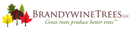 Brandywine Trees, LLC