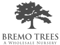 Bremo Trees