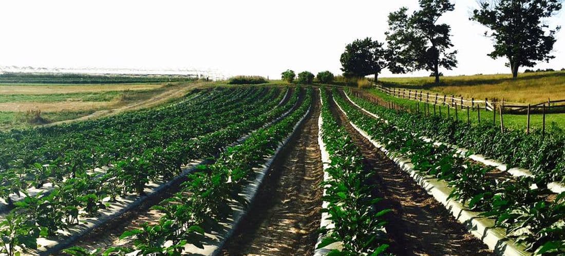Brenckle's Farms & Greenhouses