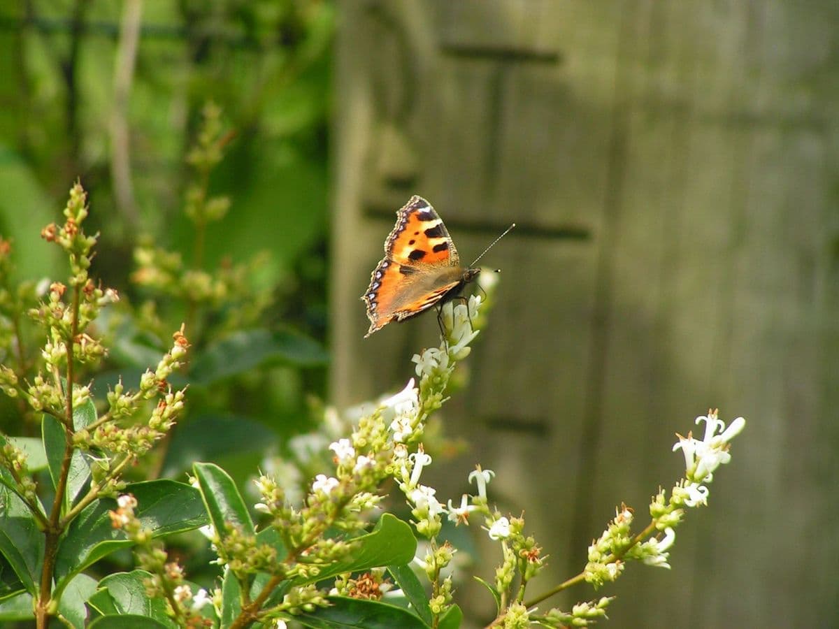 Bressman Nursery & Landscaping