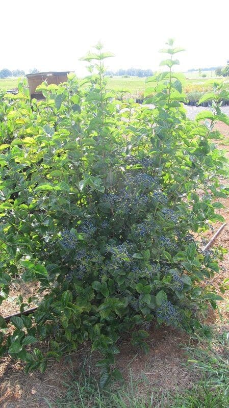 Brick House Nursery