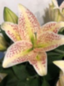 Bridget's Blooms