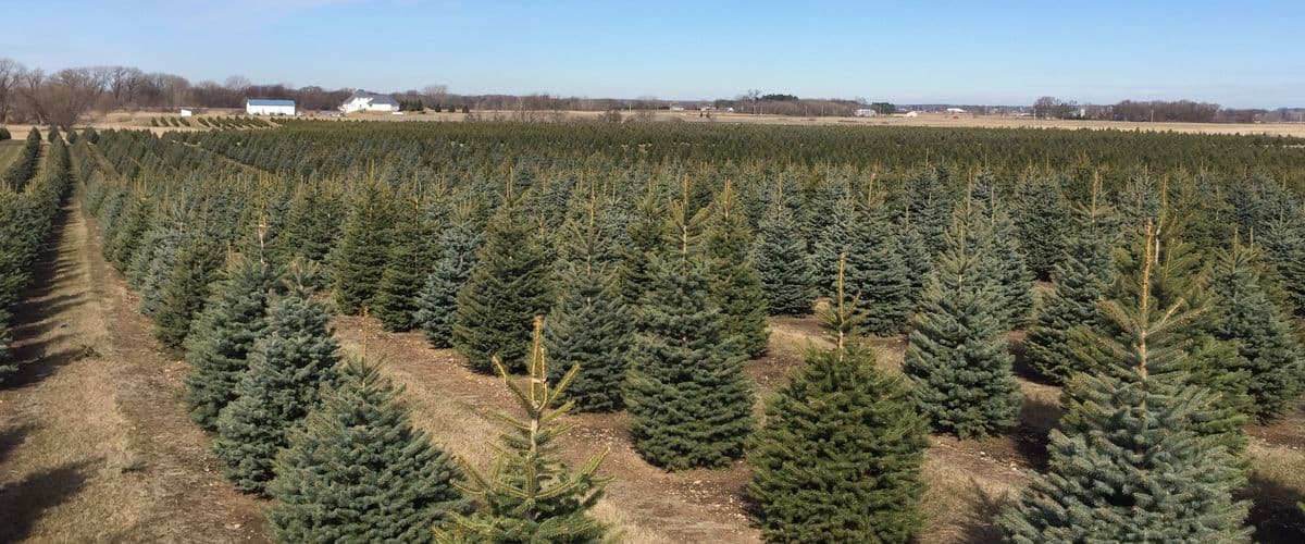 Bridgewater Tree Farms, Inc.