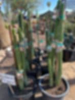 Briseno Azteca Imports