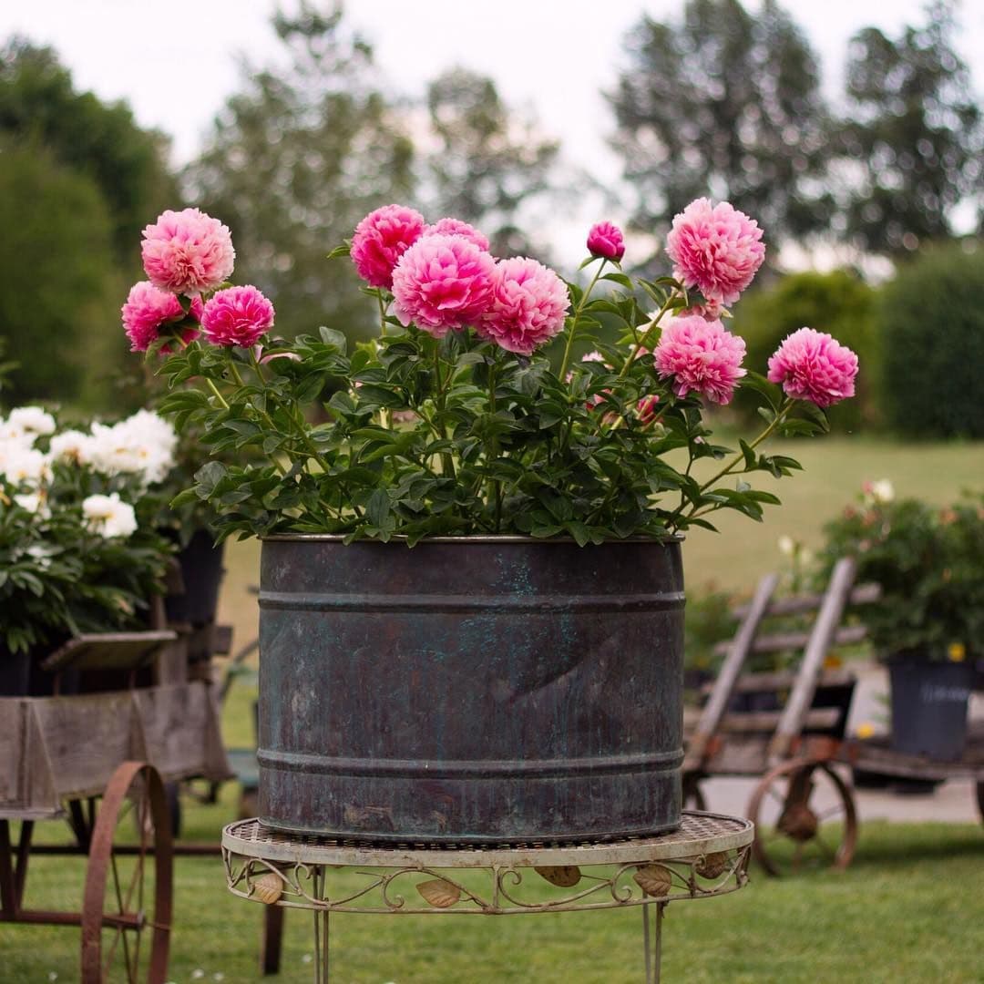 Brooks Gardens Peonies