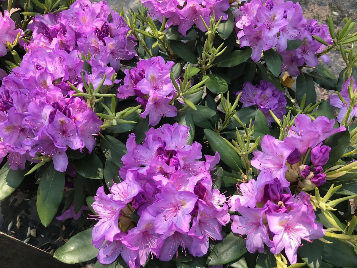 Brookside Nursery LLC
