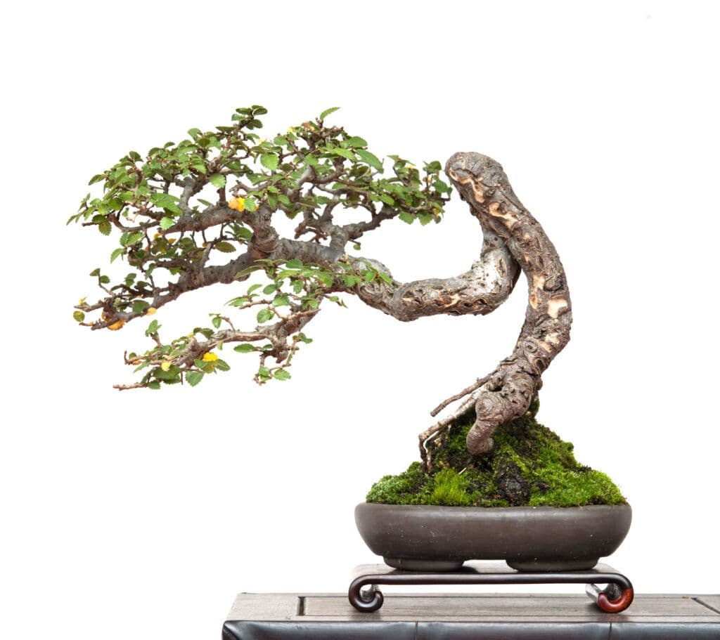 Brothers Bonsai