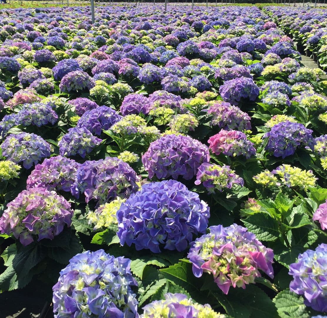 Brouwer's Nursery