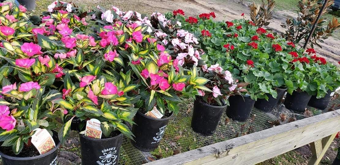 Brownfield Plant Farms