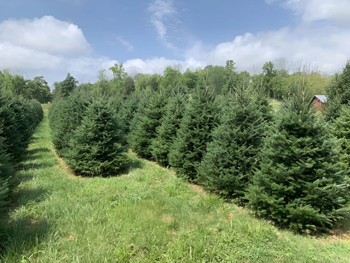 Browns Christmas Tree Farm
