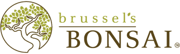 Brussel's Bonsai Nursery, LLC