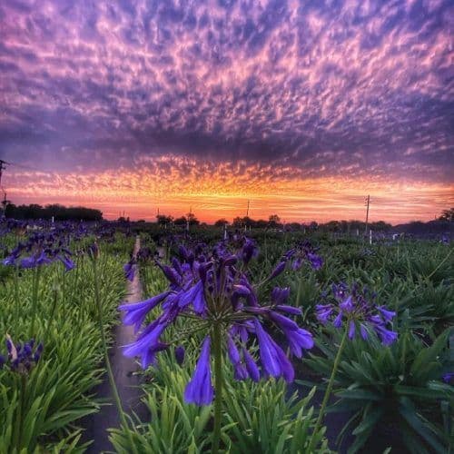 Buckhorn Nursery