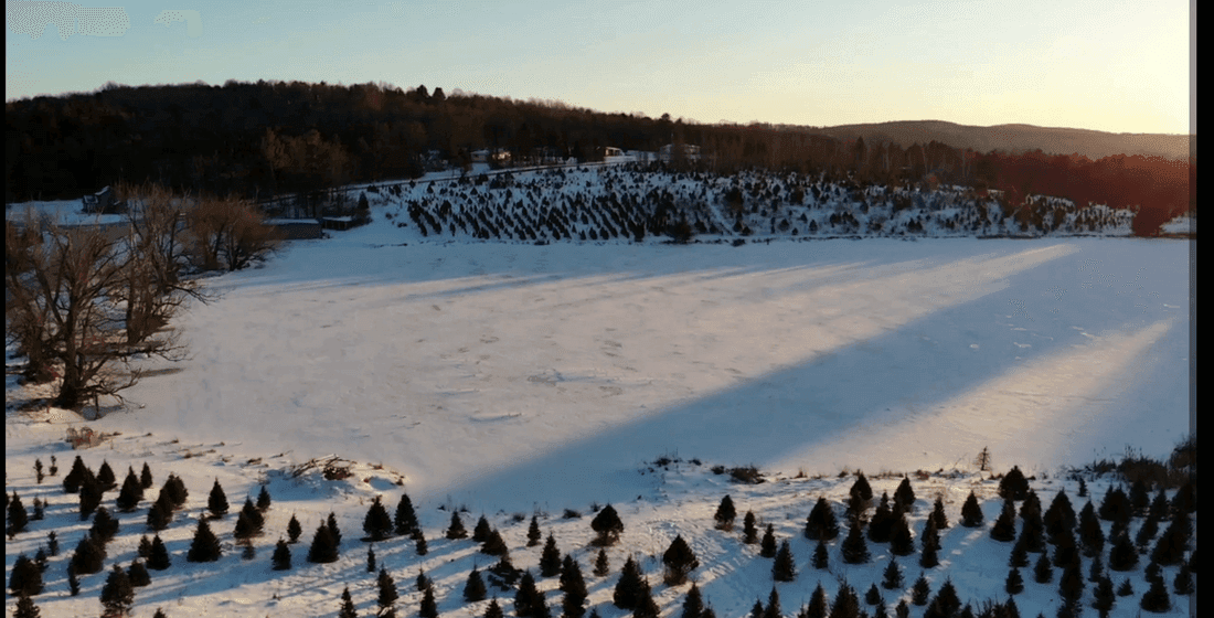 Bucky's Tree Farm
