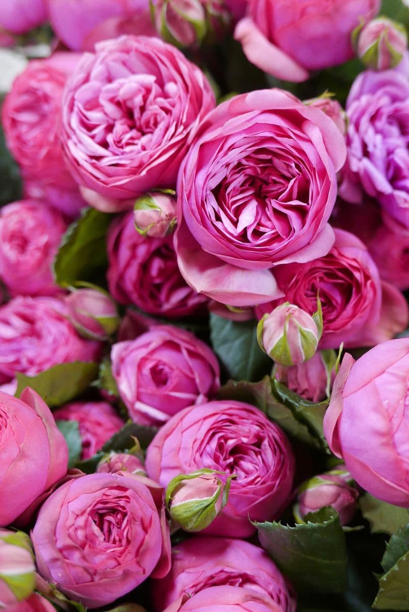 Bud Floral + Home