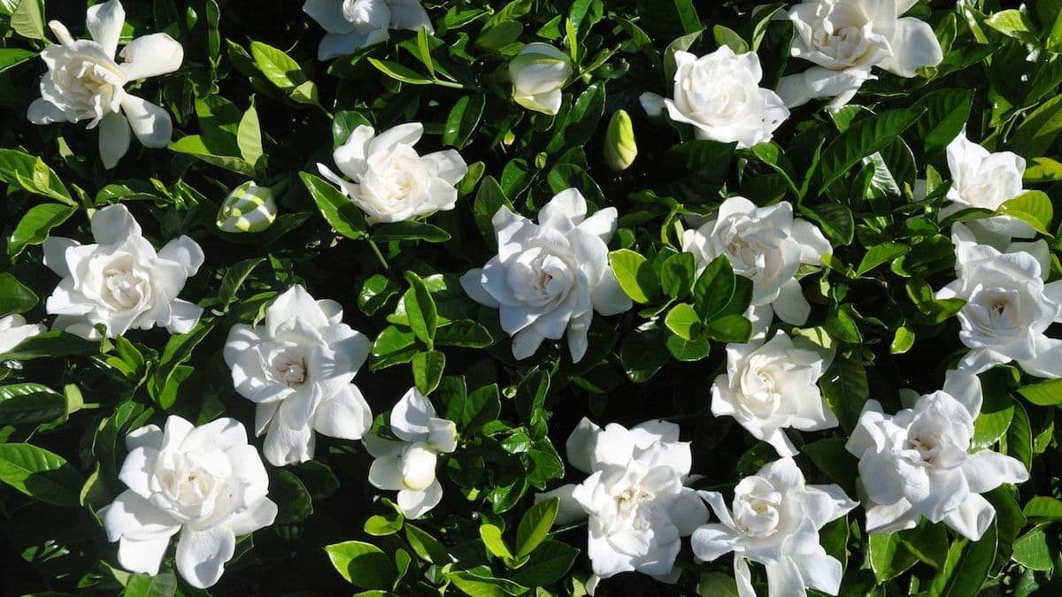 Buds & Blooms Nursery