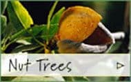 Burnt Ridge Nursery & Orchards