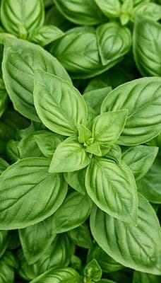 Burpee Seeds and Plants