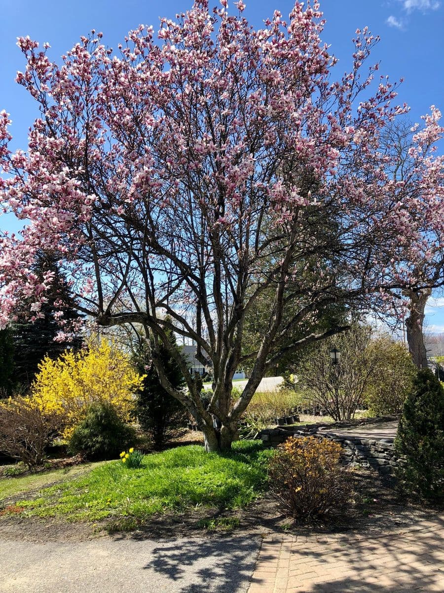 Bush’s Bushes Landscape Nursery
