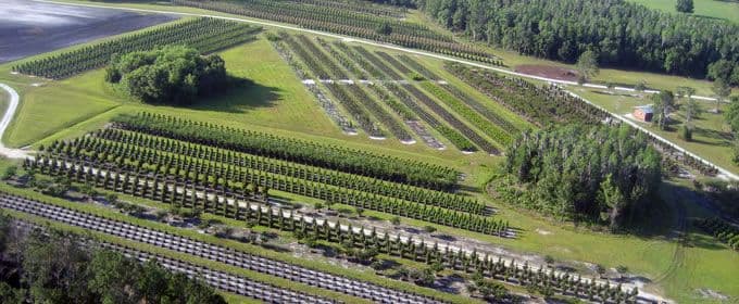 Butler Tree Farm
