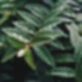 Butlers Foliage Inc