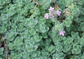 Butterfield Gardens Ground Cover