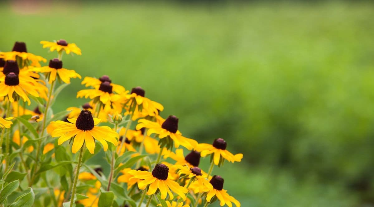 Butterfly Oasis Nursery