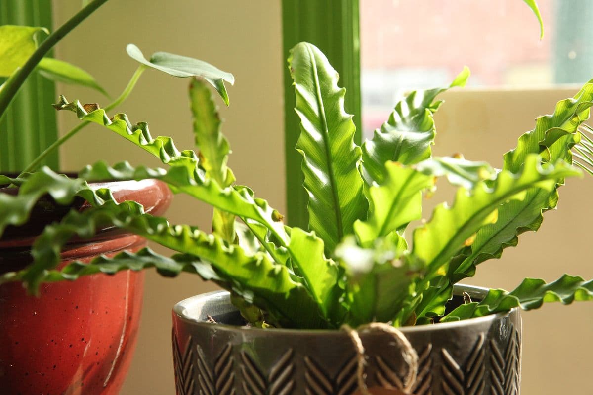 Butterfly Plant Studio