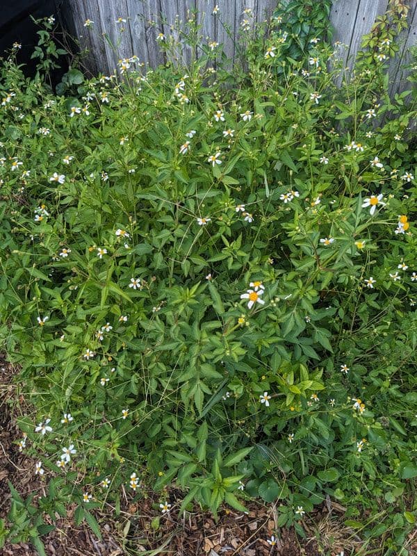 Buzzworthy Botanicals