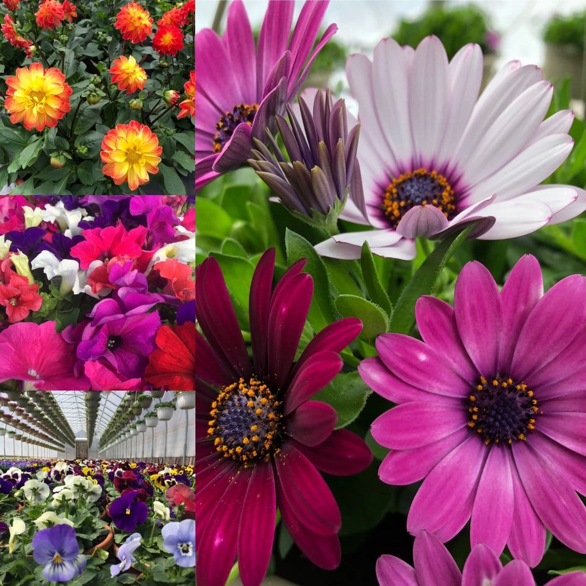 C & J Farms & Greenhouses Garden Center