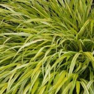 C M Brown Nurseries Inc