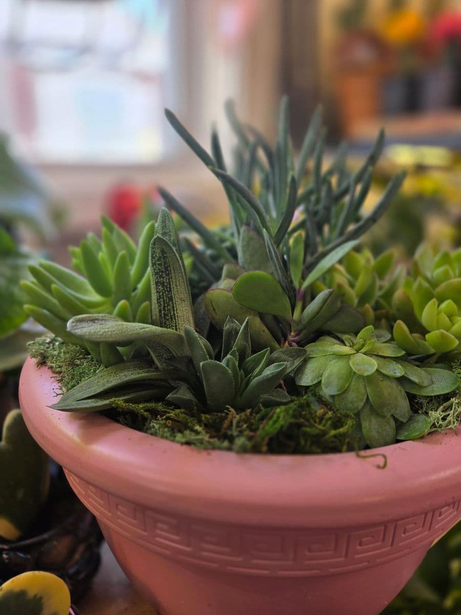 C. King Tropicals and More
