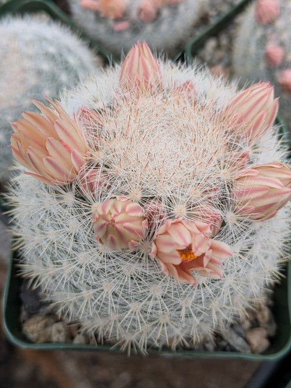 Cactus Limon