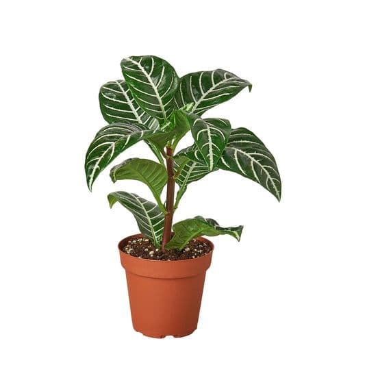Cafe Planta – Indoor Houseplants